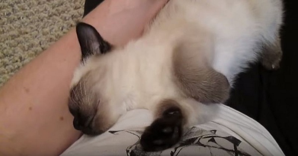 Sleepy Kitty Is Very Happy To See His Mommy After Waking Up