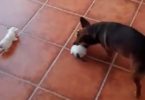 Stepdad Dog Trying Hard To Calm Down These Playful Kittens