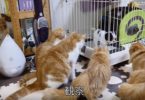 These Cute Kitties Are Very Confused About The New Puppy