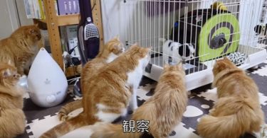 These Cute Kitties Are Very Confused About The New Puppy
