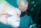 This Diver Has The Most Unusual Friend For More Than 30 Years!