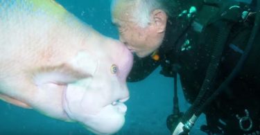 This Diver Has The Most Unusual Friend For More Than 30 Years!