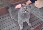 This Gray Kitty Loves Petting Time More Than Anything In the World