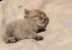 This Sleepy Cute Kitten Will Totally Melt Your Heart
