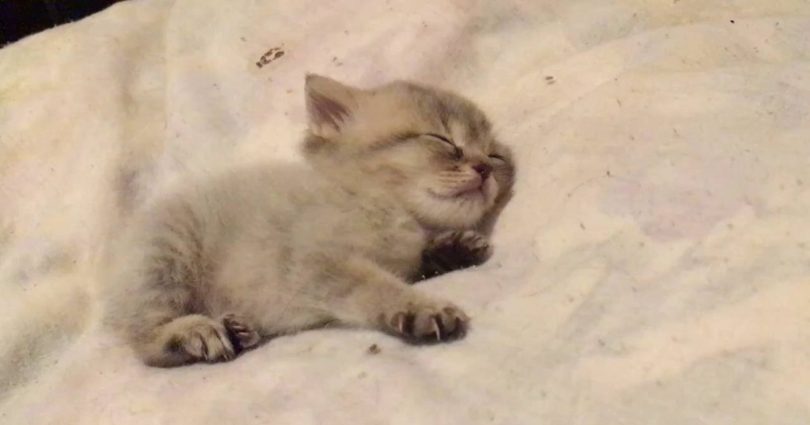 This Sleepy Cute Kitten Will Totally Melt Your Heart