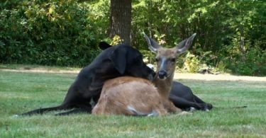 This Woman Captured The Precious Moment Of Big Dog And Deer Playing Together