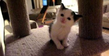 Tiny Kitten Asking For Some Cuddles. Would You Accept His Offer?