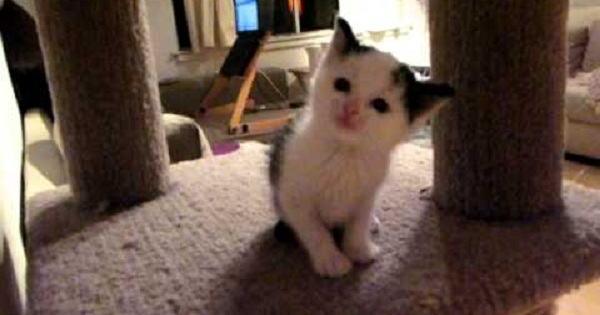 Tiny Kitten Asking For Some Cuddles. Would You Accept His Offer?