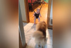 Mommy Took The Camera And Caught The Dog Teaching The Baby To Jump