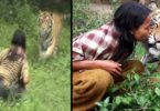 They Started Screaming When Tiger "Attacked" This Man, But They Immediately Realized They Are Best Friends!