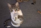 Adorable Kitty Asking For Fish Treats