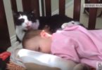 Adorable Kitty Gives Bath To Her Human Baby Sister