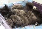 Amazing Cat Mommy Adopts And Cares For Eight Orphaned Hedgehogs