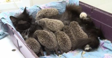 Amazing Cat Mommy Adopts And Cares For Eight Orphaned Hedgehogs