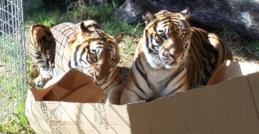 Big Kitties Are Also Fascinated By Boxes