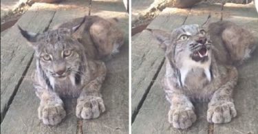 Big Lynx Cat Meowing Like A Small Kitten