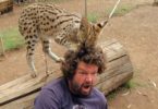 Big Wild Kitty Loves Playing With Human`s Hair