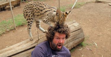 Big Wild Kitty Loves Playing With Human`s Hair