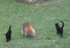 Blind Raccoon Comes Every Day In This Yard And Brings His Own Cute Bodyguards