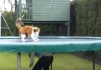 Cat Loves Playing And Jumping On The Trampoline