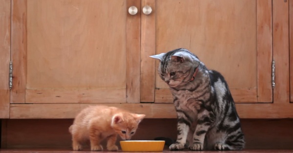 Cat Mom Teaches Her Kitten Important Life Lessons