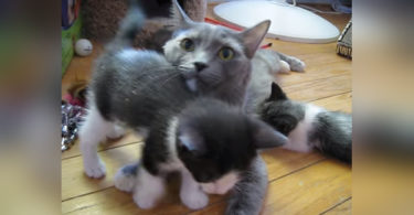 Cat Mommy Calls Her Cute Kittens For Lunch Time