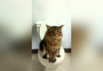Cat Using Toilet Like A Real Human