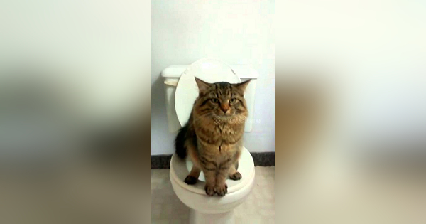 Cat Using Toilet Like A Real Human