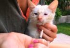 Couple Found And Rescued Very Sick Kitten, And Then Noticed His Siblings And Rescued Them Too
