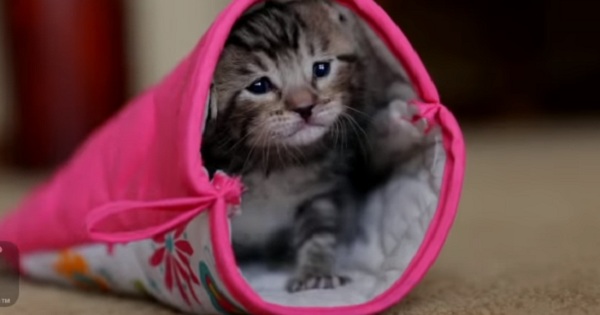 Cute Kitten Loves Playing With Oven Mitt