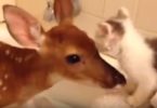 Cute Kitten Meets A Baby Deer For The Very First Time