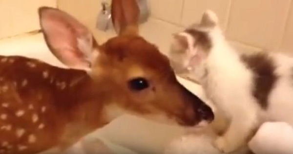 Cute Kitten Meets A Baby Deer For The Very First Time