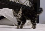 Cute Kitten Shows The Crazy Crab Dance