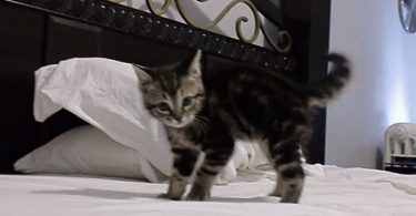 Cute Kitten Shows The Crazy Crab Dance