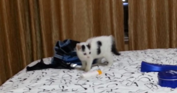 Cute Rescue Kitten Playing And Jumping On The Bed