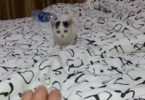 Cute Rescue Kitten Playing And Jumping On The Bed