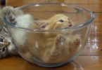 Cute Tiny Kittens Playing In The Glass Bowl