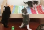 Cute Tiny Kittens Simply Love Their New Special Bed