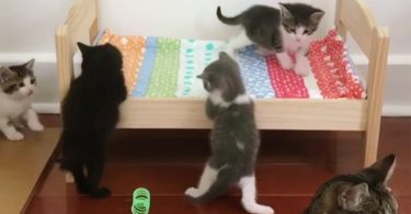 Cute Tiny Kittens Simply Love Their New Special Bed