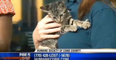 Energetic Kitten Has Hilarious Embarrassing Moment On Live Broadcasting Show