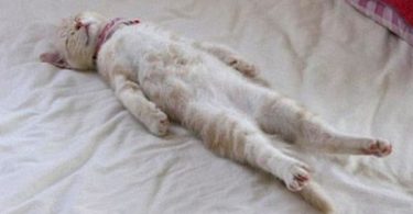 Funniest Compilation Of Cute Lazy Kitties