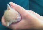 Heartwarming Compilation Of Cute Little Kittens Sleeping In Hands