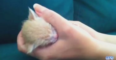 Heartwarming Compilation Of Cute Little Kittens Sleeping In Hands