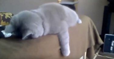 Hilarious Gray Kitty Sleeping On The Couch