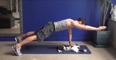 Is It Possible To Exercise With Cats Around?