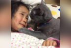 Kind Gray Kitty Trying To Comfort This Crying Girl 12