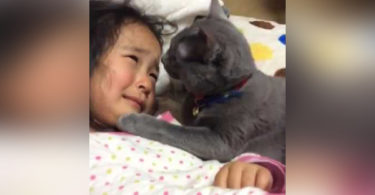 Kind Gray Kitty Trying To Comfort This Crying Girl 12