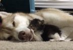 Kind Husky Mom Adopts And Cares For Tiny Kitten