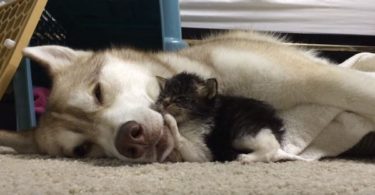 Kind Husky Mom Adopts And Cares For Tiny Kitten