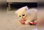 Kitten Playing With His New Favorite Toy And Will Never Let Go